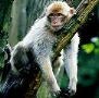 Affe
