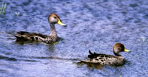 Enten