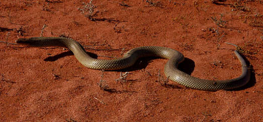 Schlangen Australien