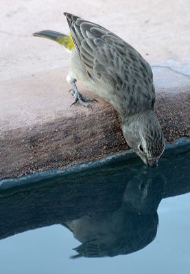 Auch V&ouml;gel m&uuml;ssen trinken