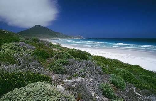 Gifkommetjie