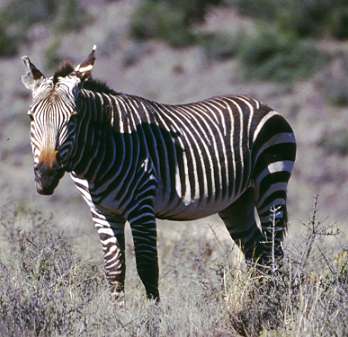 Zebra