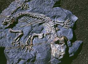 Fossil
