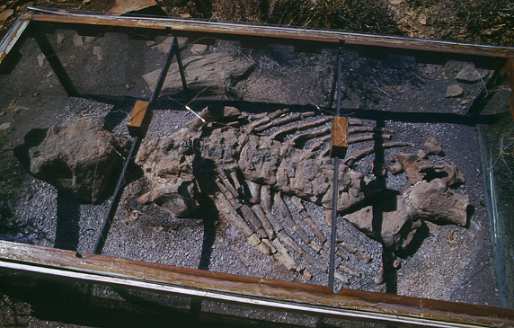 Fossil