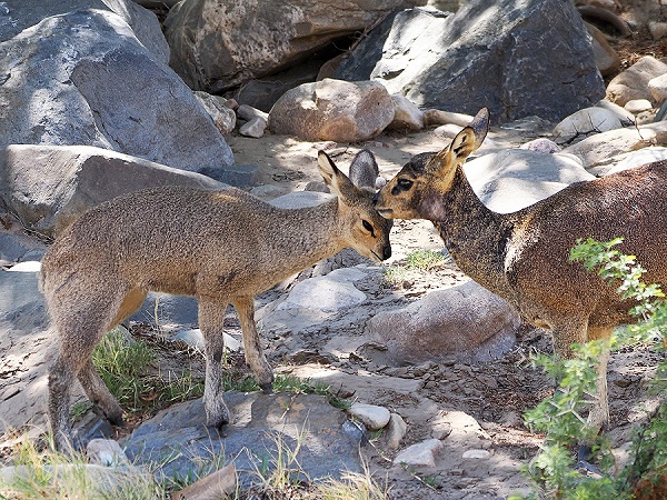 Klipspringer