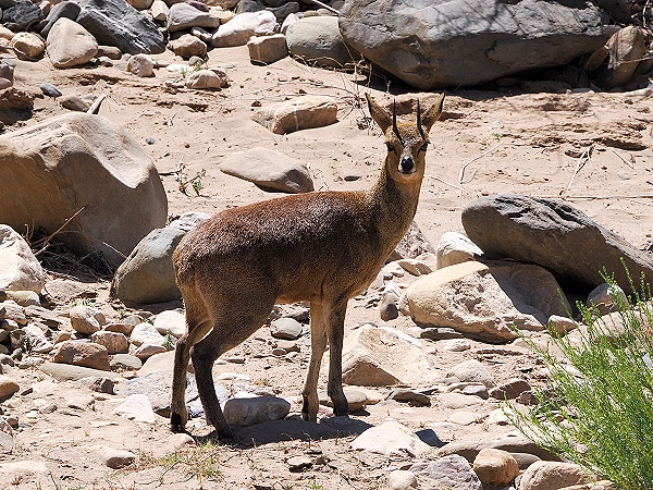 Klipspringer