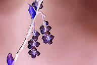 Bl&uuml;ten 2