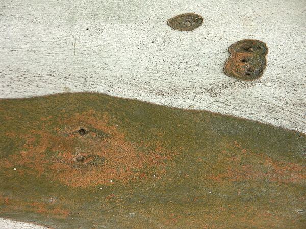 Baumrinde aus Australien