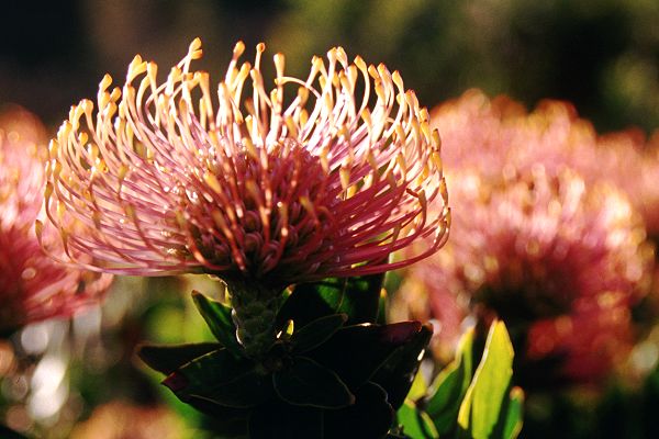 Protea