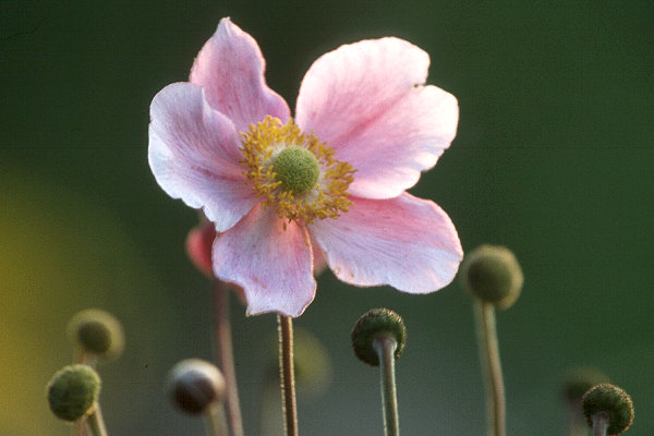 Bl&uuml;te
