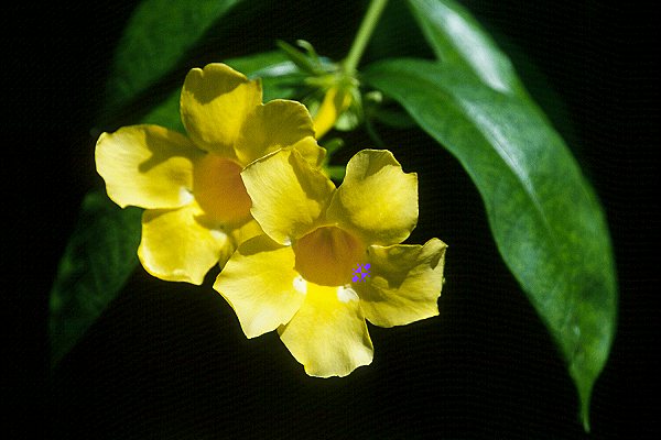 Gelbe Bl&uuml;te