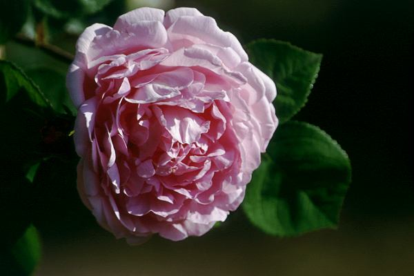 Bl&uuml;te