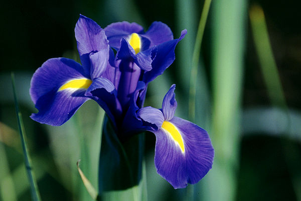 Bl&uuml;te