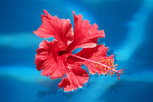 Bl&uuml;te im Pool