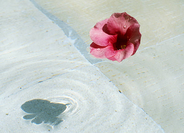 Bl&uuml;te im Pool