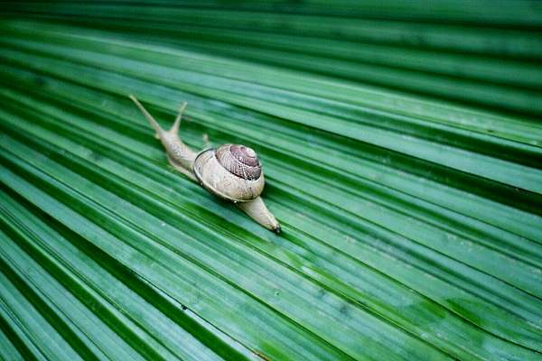 Schnecke fl&uuml;chtet...