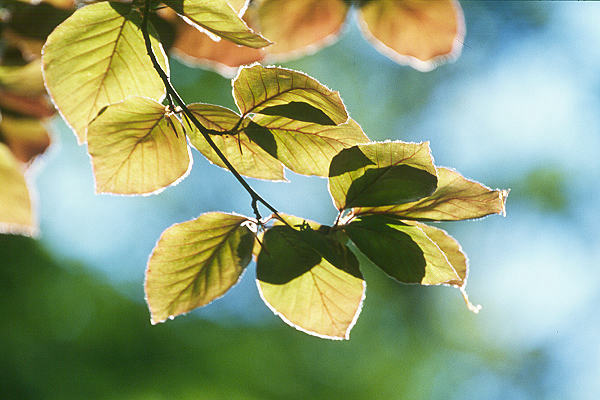 Fr&uuml;hling