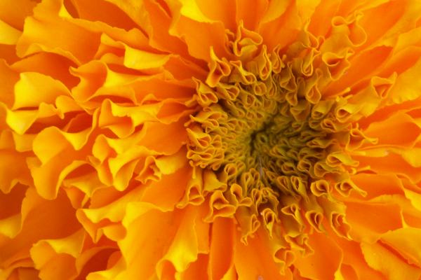 Wunderbare Bl&uuml;ten