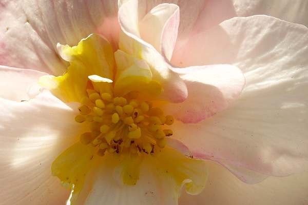Wunderbare Bl&uuml;ten