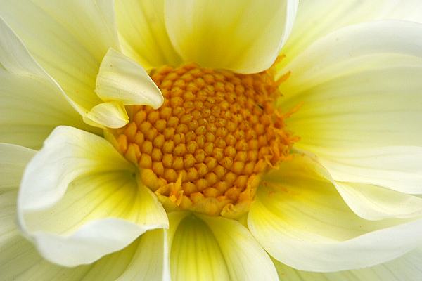 Wunderbare Bl&uuml;ten