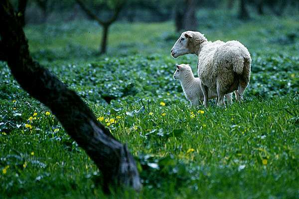 Lamm
