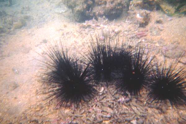 Unscharfe schwarze Seeigel