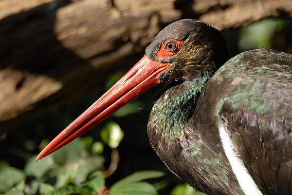 Vögel