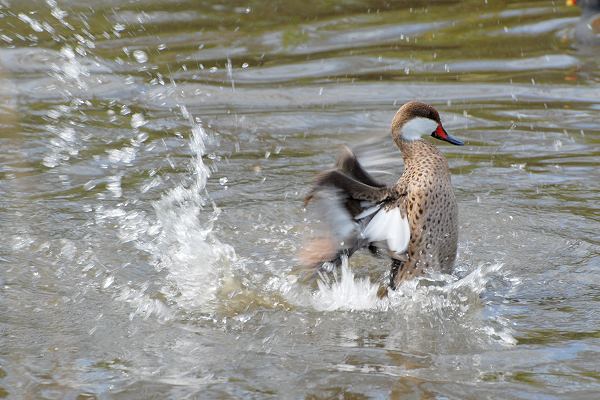 Im Wasser