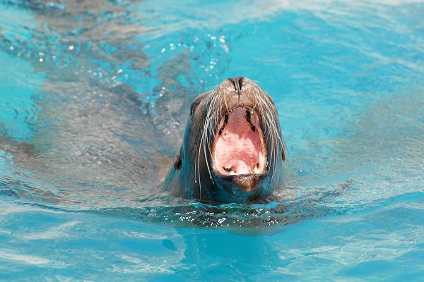 Im Wasser