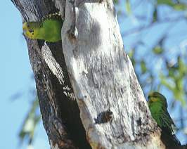 Wellensittich Paar im Baum