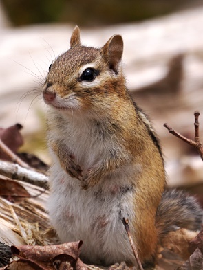 Chipmunk