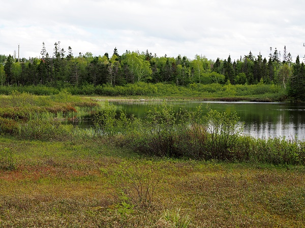 Cobb's Pond