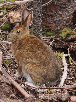 Hasi