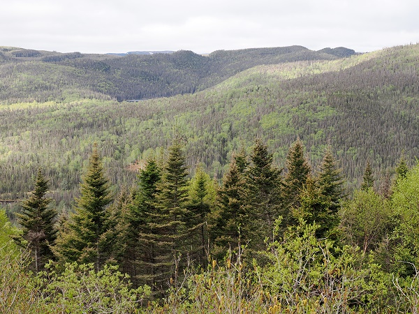 Wald