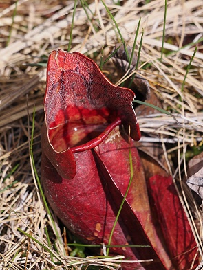 Pitcher Plant