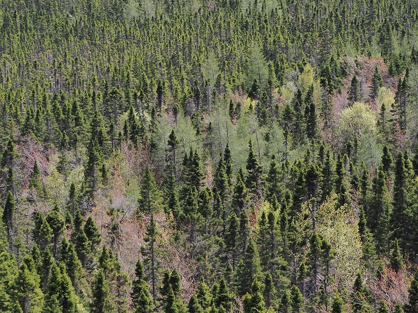 Wald
