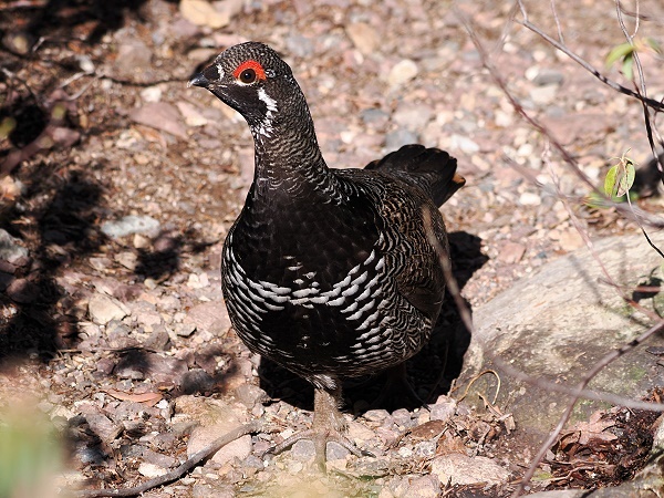 Fichtenhuhn