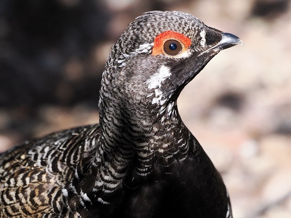 Fichtenhuhn
