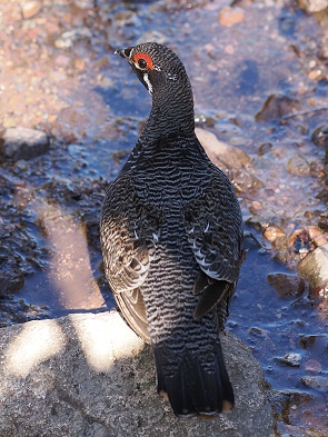 Fichtenhuhn