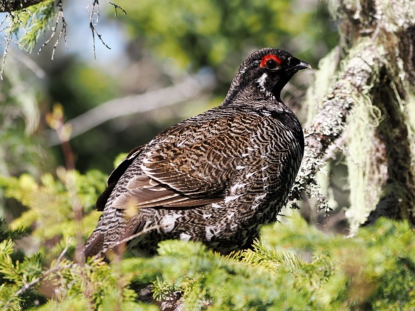 Fichtenhuhn