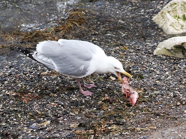 Möwe mit Beute