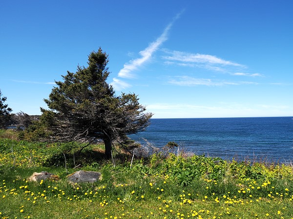 Tuckamore