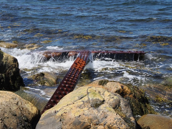 Im Wasser