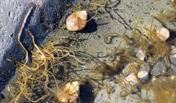 Im Tidal Pool