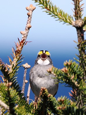 Weißkehlammer (Zonotrichia albicollis)