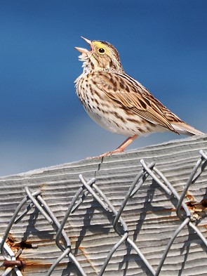 Grasammer (Passerculus sandwichensis)