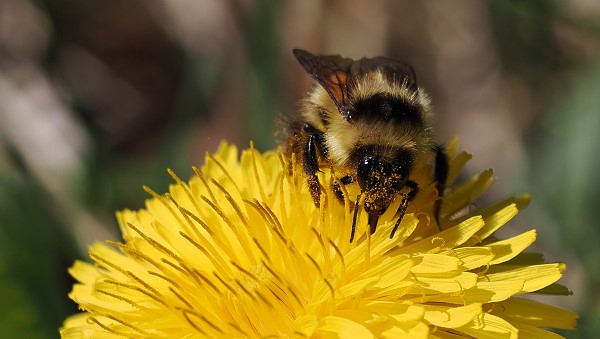 Hummel