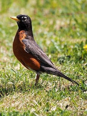 American Robin