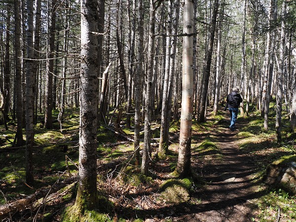 Im Wald