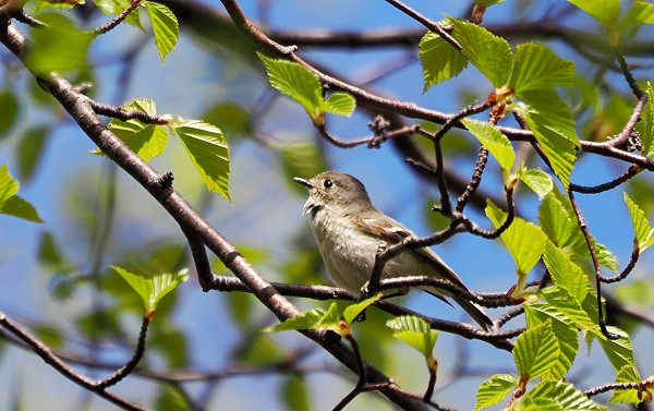 Grauschnäpper im Wald